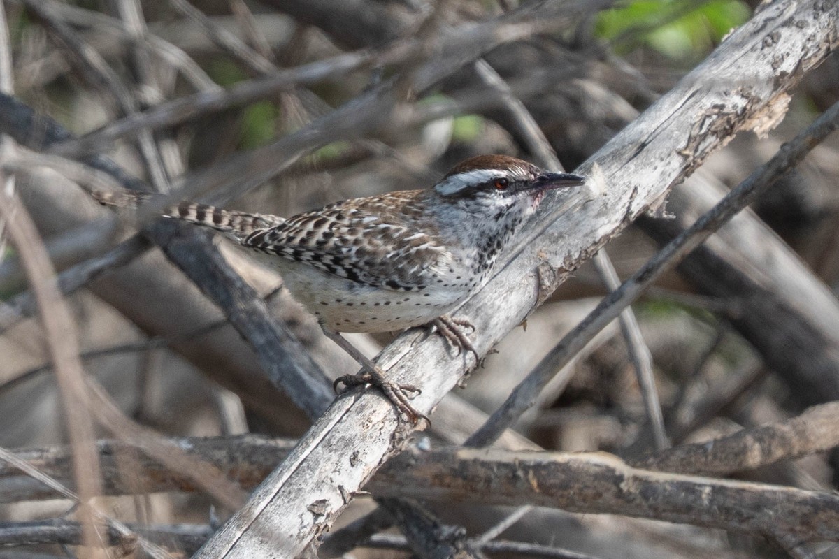 kaktussmett - ML646976864