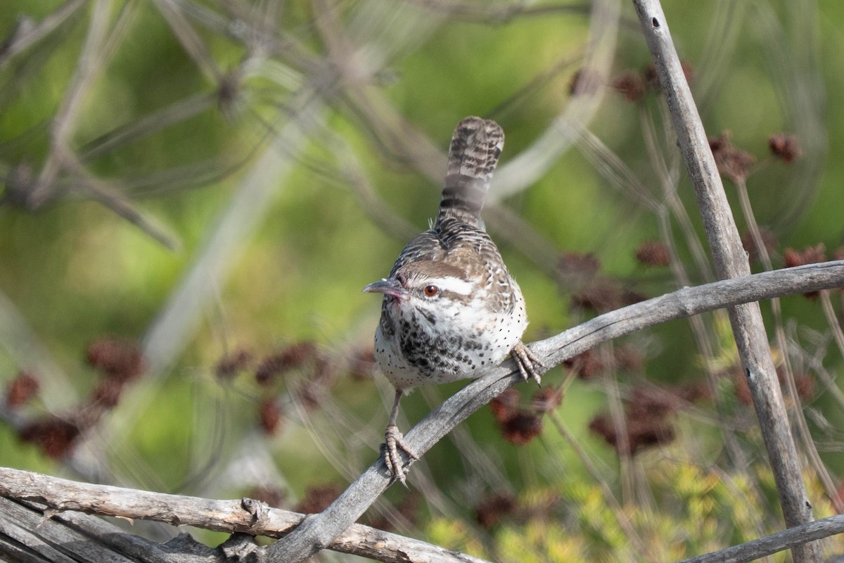 kaktussmett - ML646976865