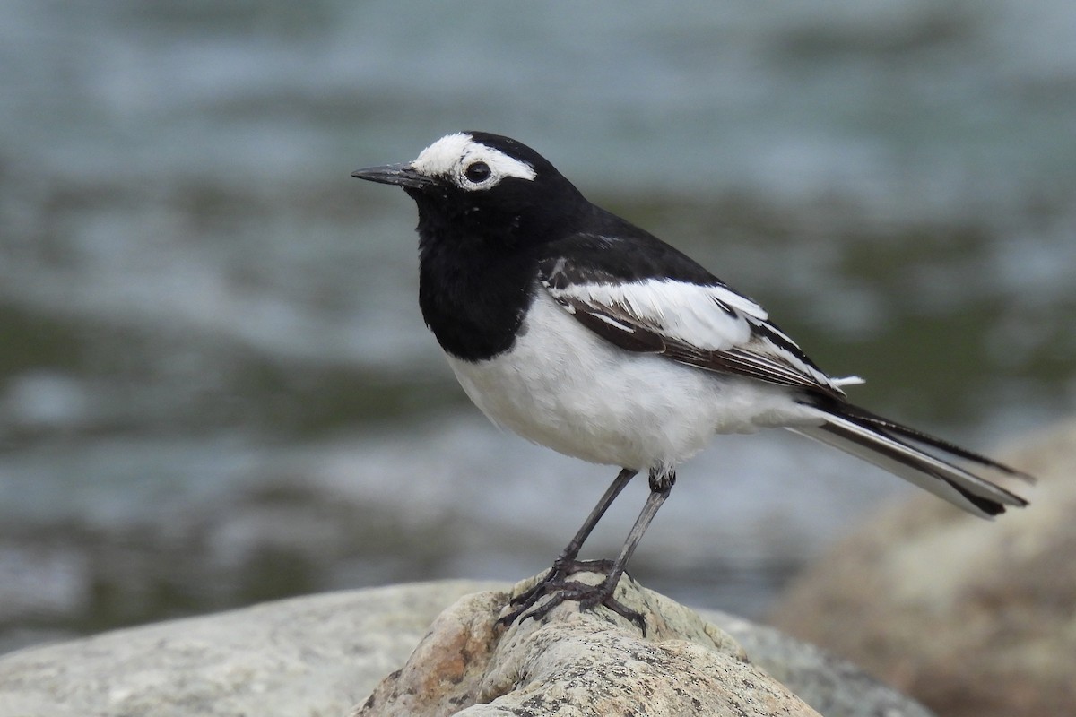 ハクセキレイ - ML646976866