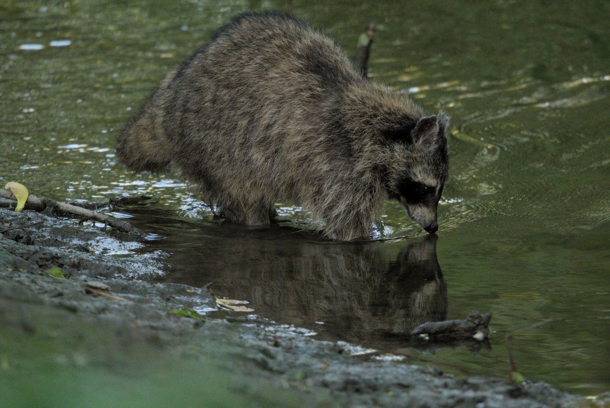 Common Raccoon - ML646976879