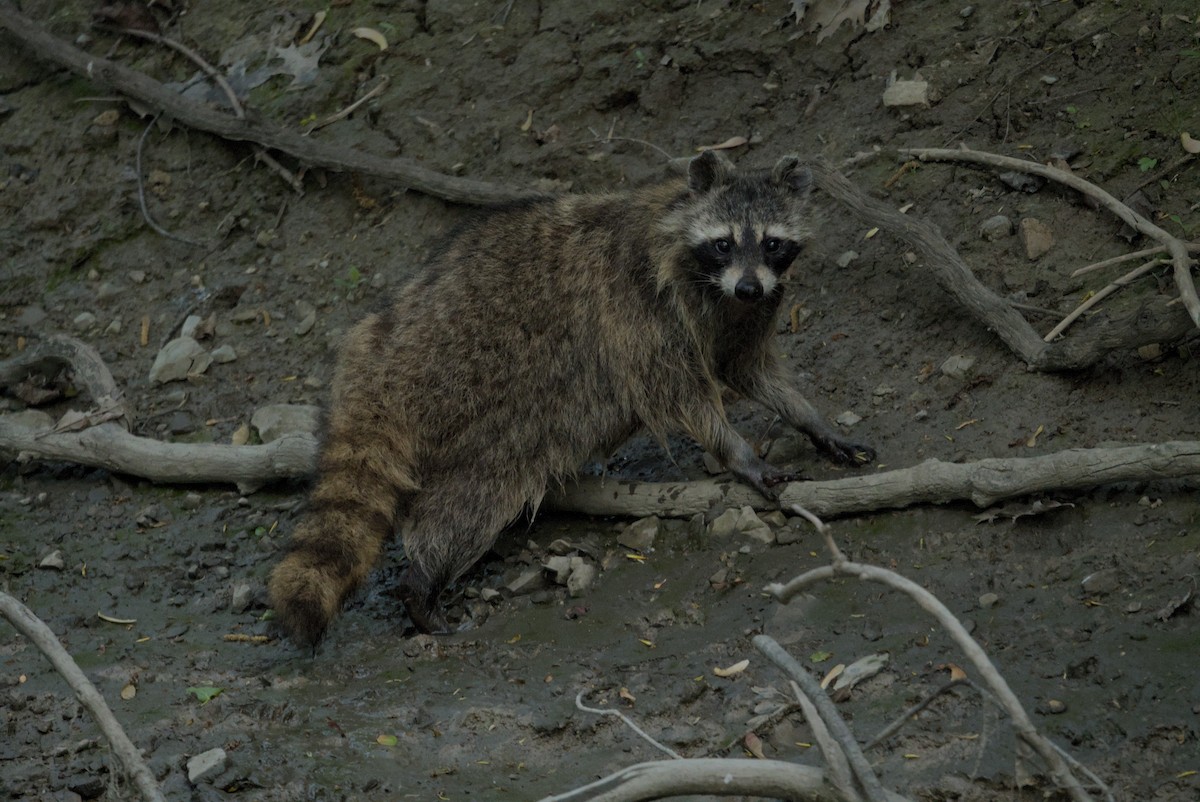 Common Raccoon - ML646976880