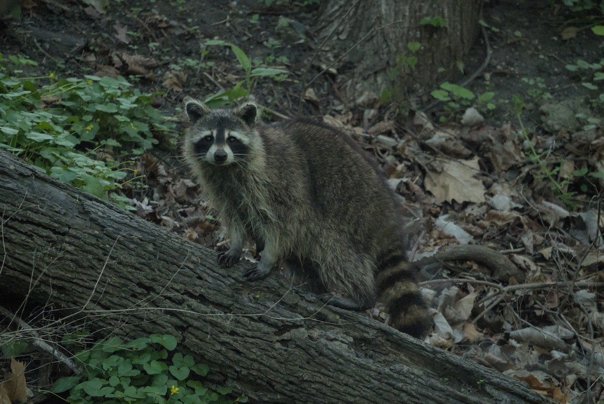 Common Raccoon - ML646976882