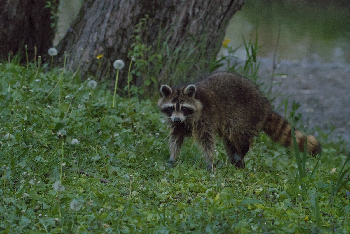 Common Raccoon - ML646976883