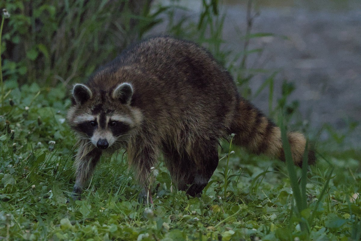 Common Raccoon - ML646976884