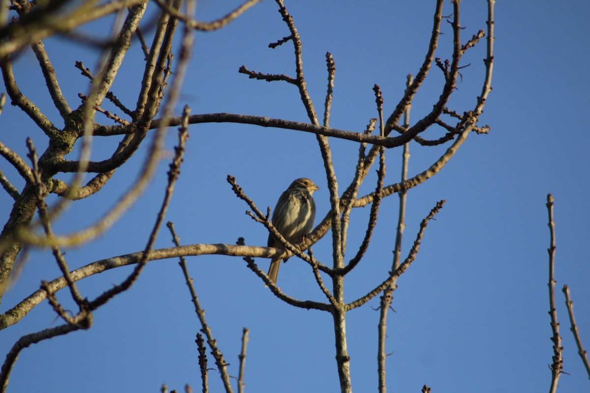 Corn Bunting - ML646976885