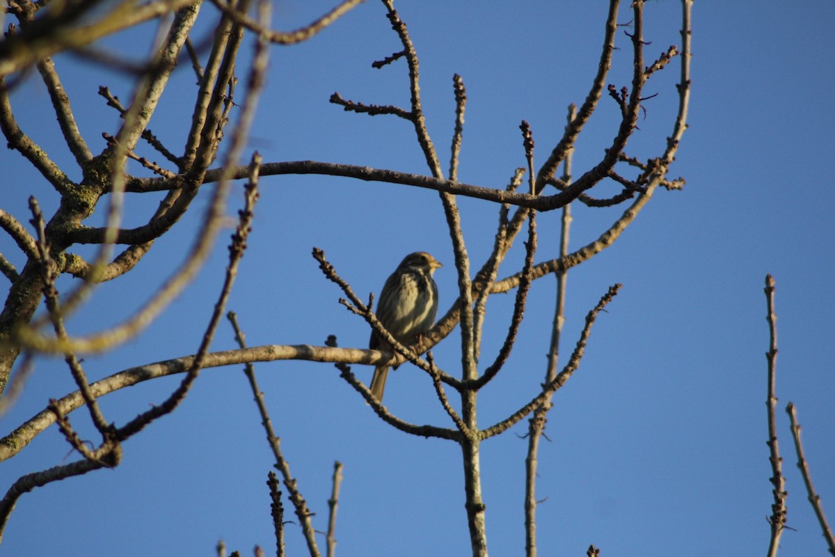 Corn Bunting - ML646976886