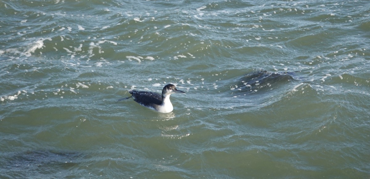 Buz Dalgıcı - ML646976888