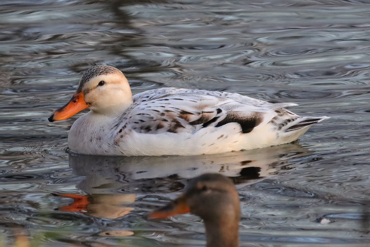 Тэжээмэл нугас - ML646976889