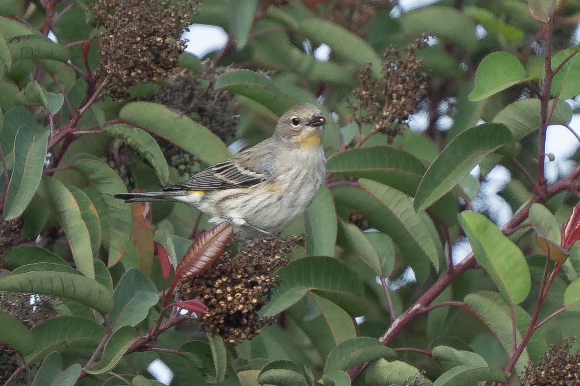 myrteparula - ML646976895