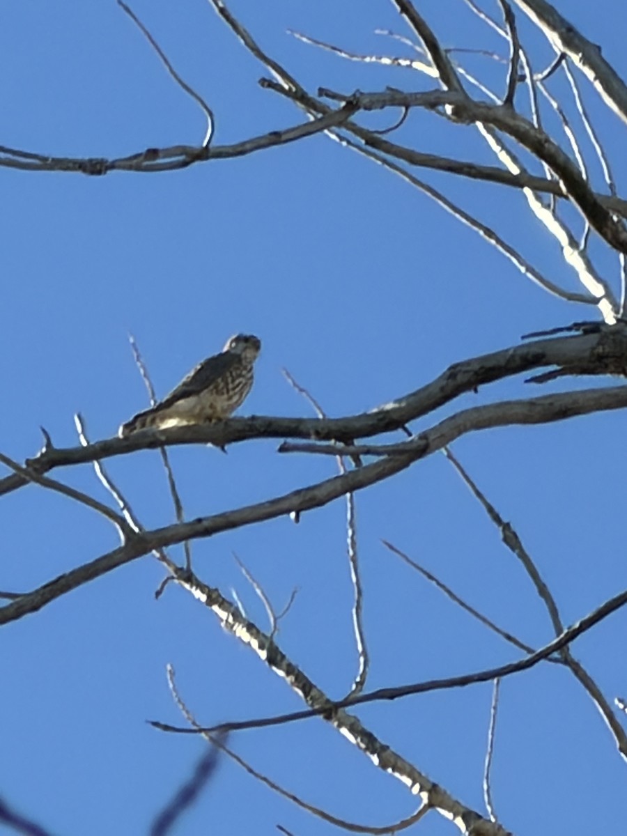 Merlin - ML646976904