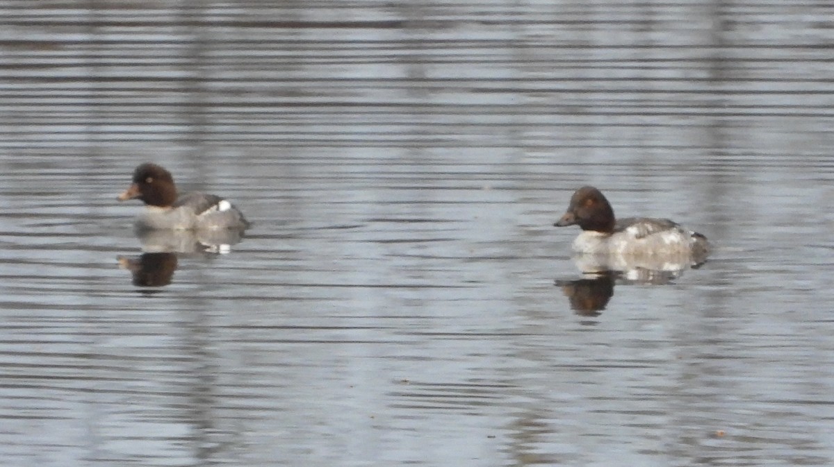 Common Goldeneye - ML646976905