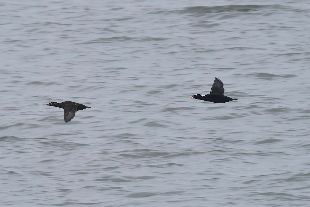 Negrón Careto - ML646976906