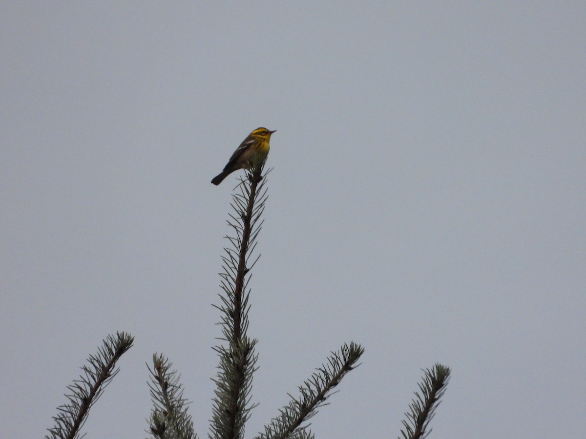 Townsend's Warbler - ML646976910