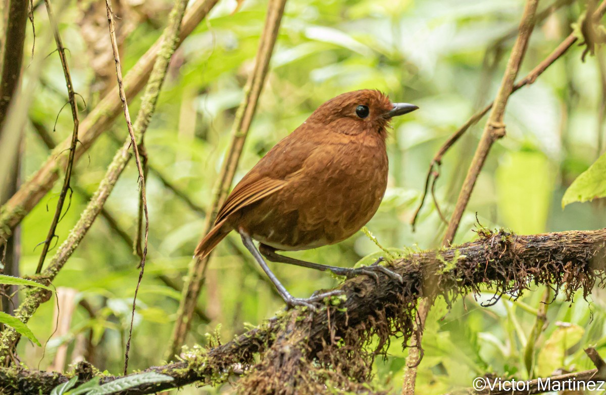 Oxapampa Antpitta - ML646976911