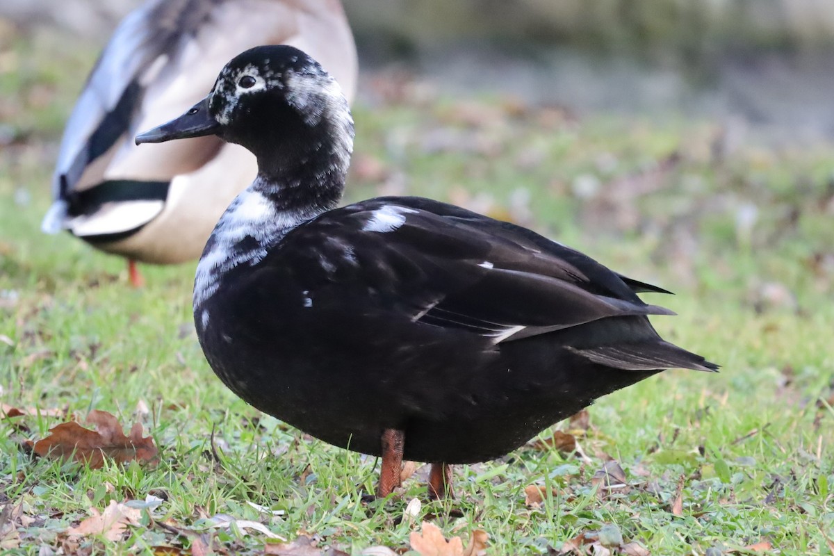 Тэжээмэл нугас - ML646976916