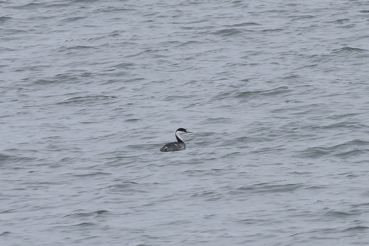 Achichilique Común - ML646976918