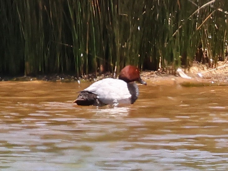 Tafelente - ML646976919