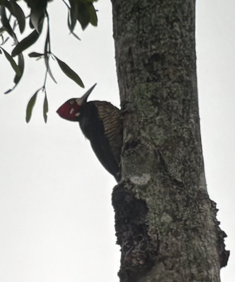 Pic de Malherbe - ML646976921