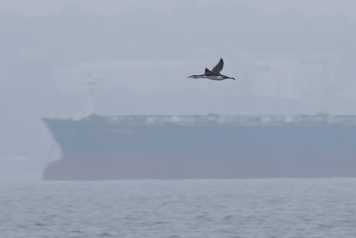 Colimbo Chico - ML646976922