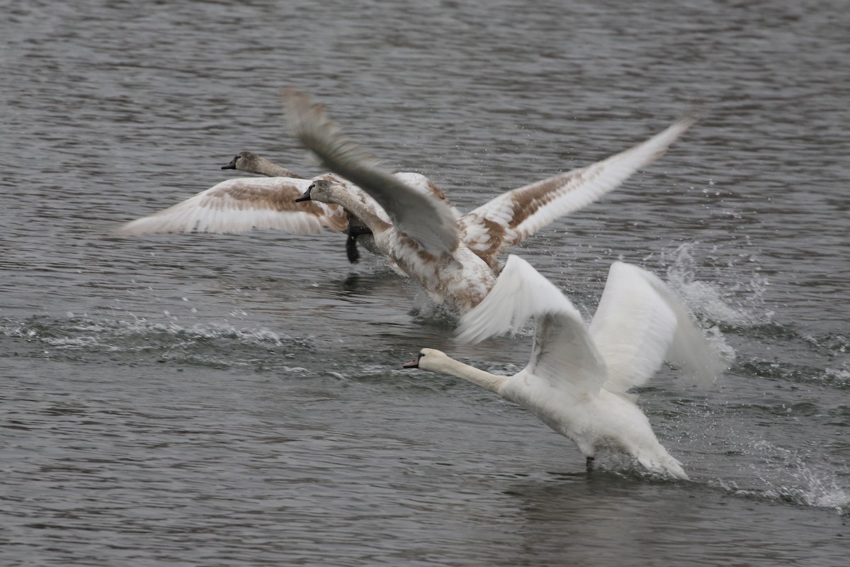 Mute Swan - ML646976923
