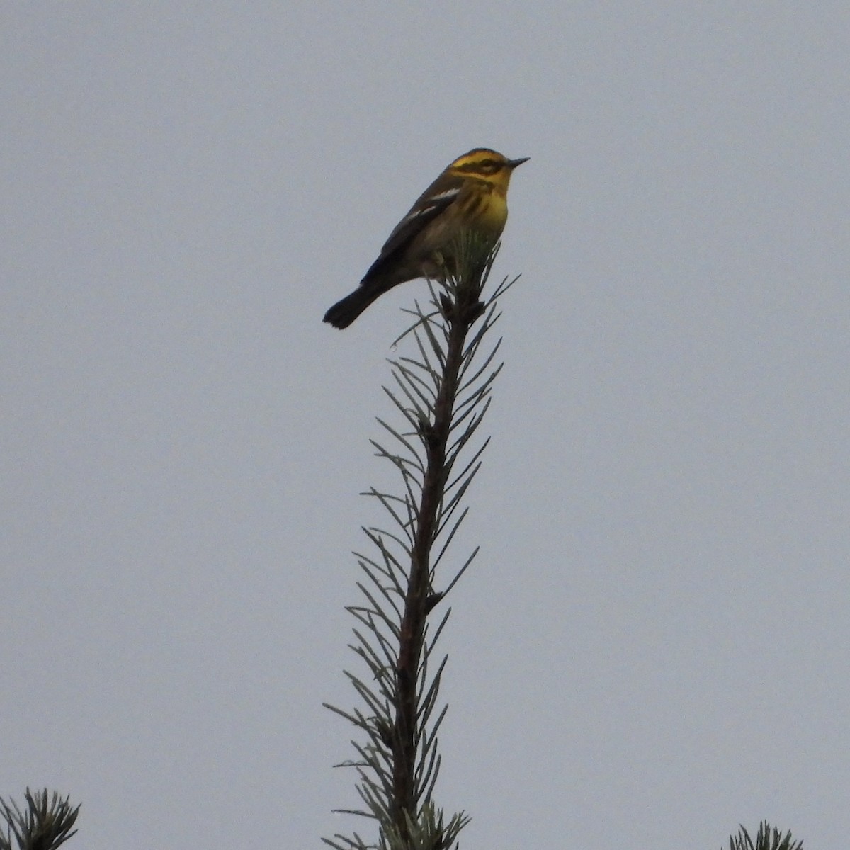 Townsend's Warbler - ML646976927