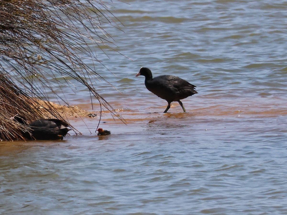 sothøne - ML646976930