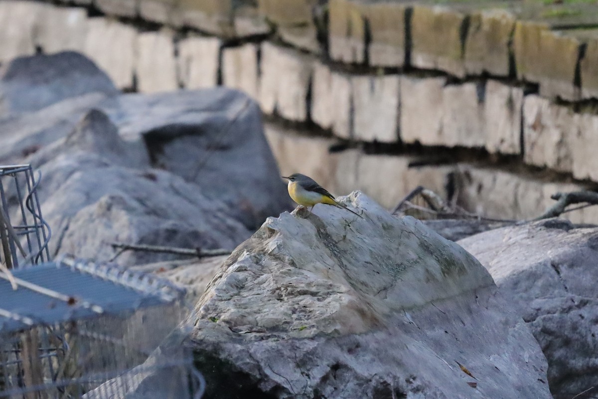 Уулын цэгцгий - ML646976931