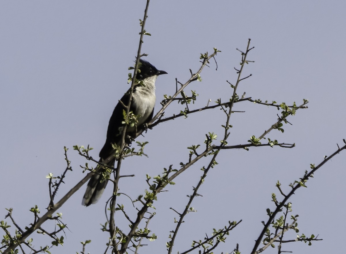 Pied Cuckoo - ML646976932
