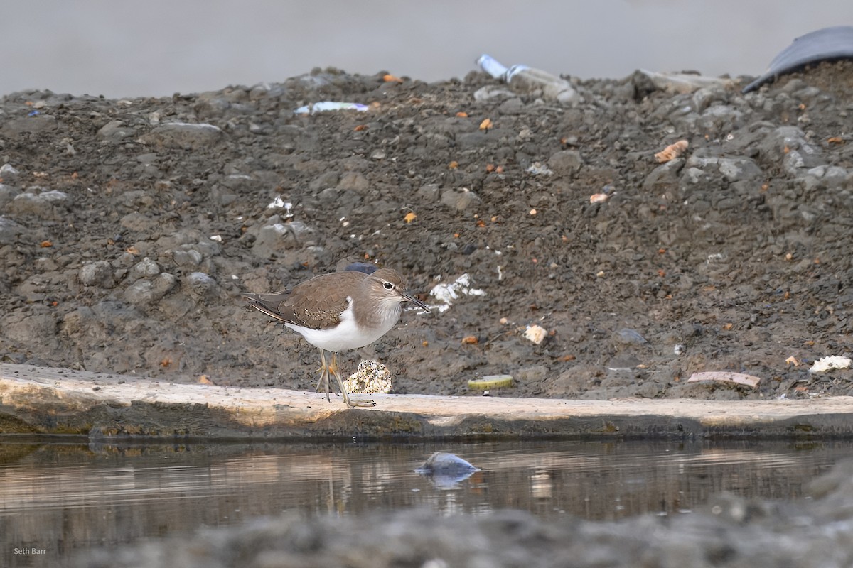 Piro piro piccolo - ML646976943