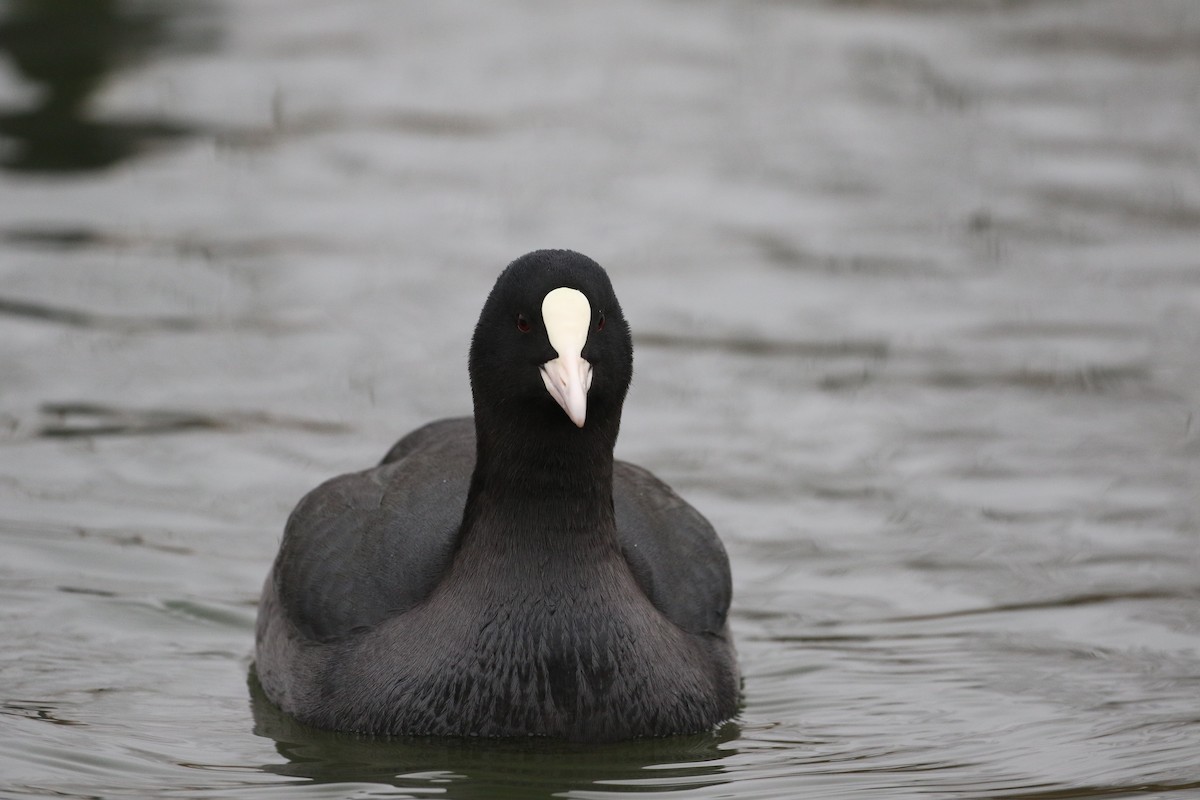 sothøne - ML646976944