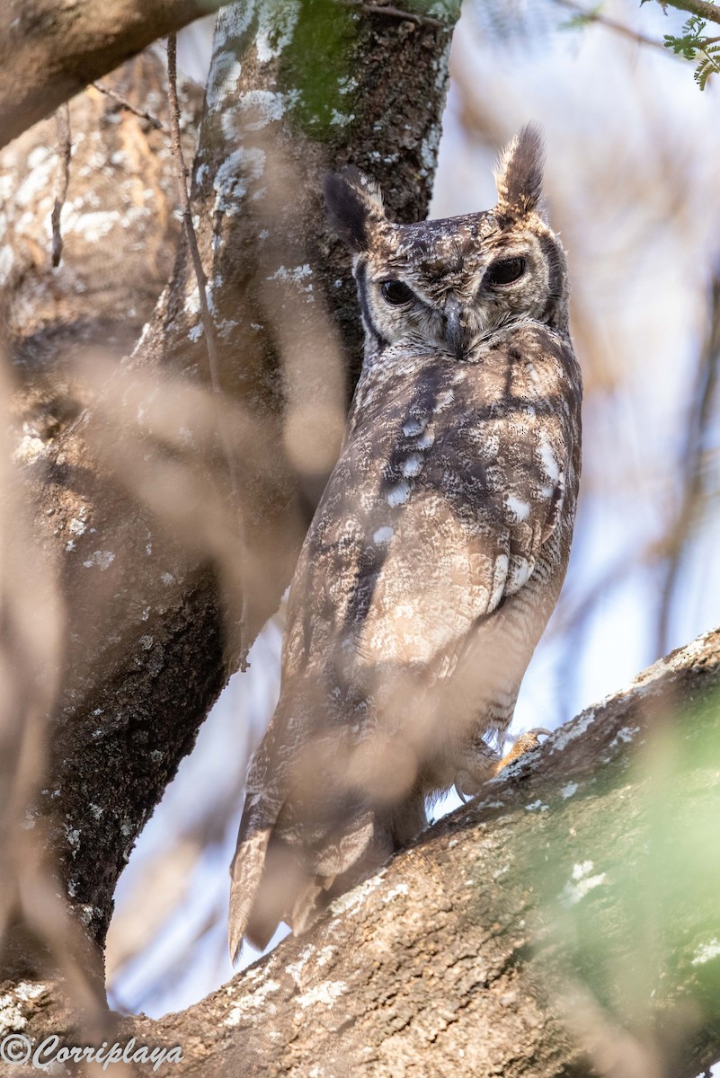 Grayish Eagle-Owl - ML646976946