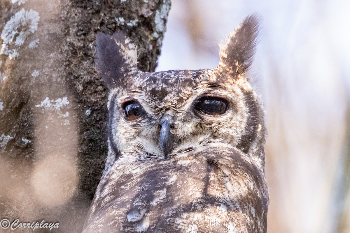 Grayish Eagle-Owl - ML646976947