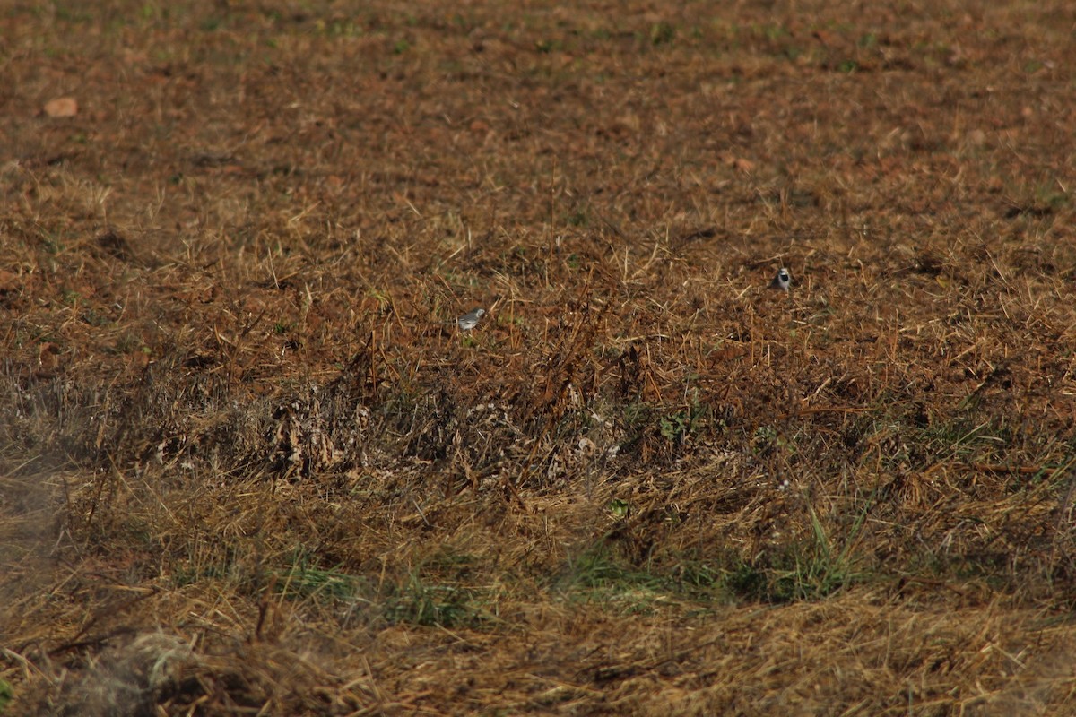 Bachstelze - ML646976948