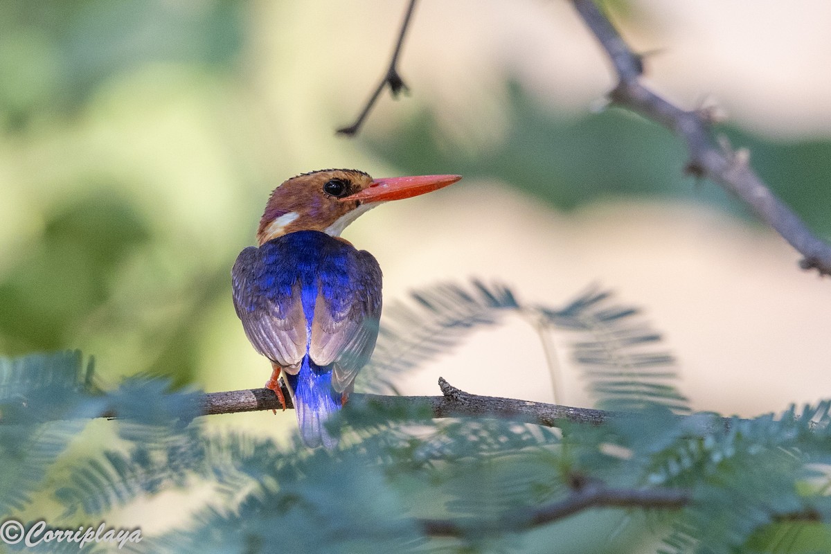 African Pygmy Kingfisher - ML646976950