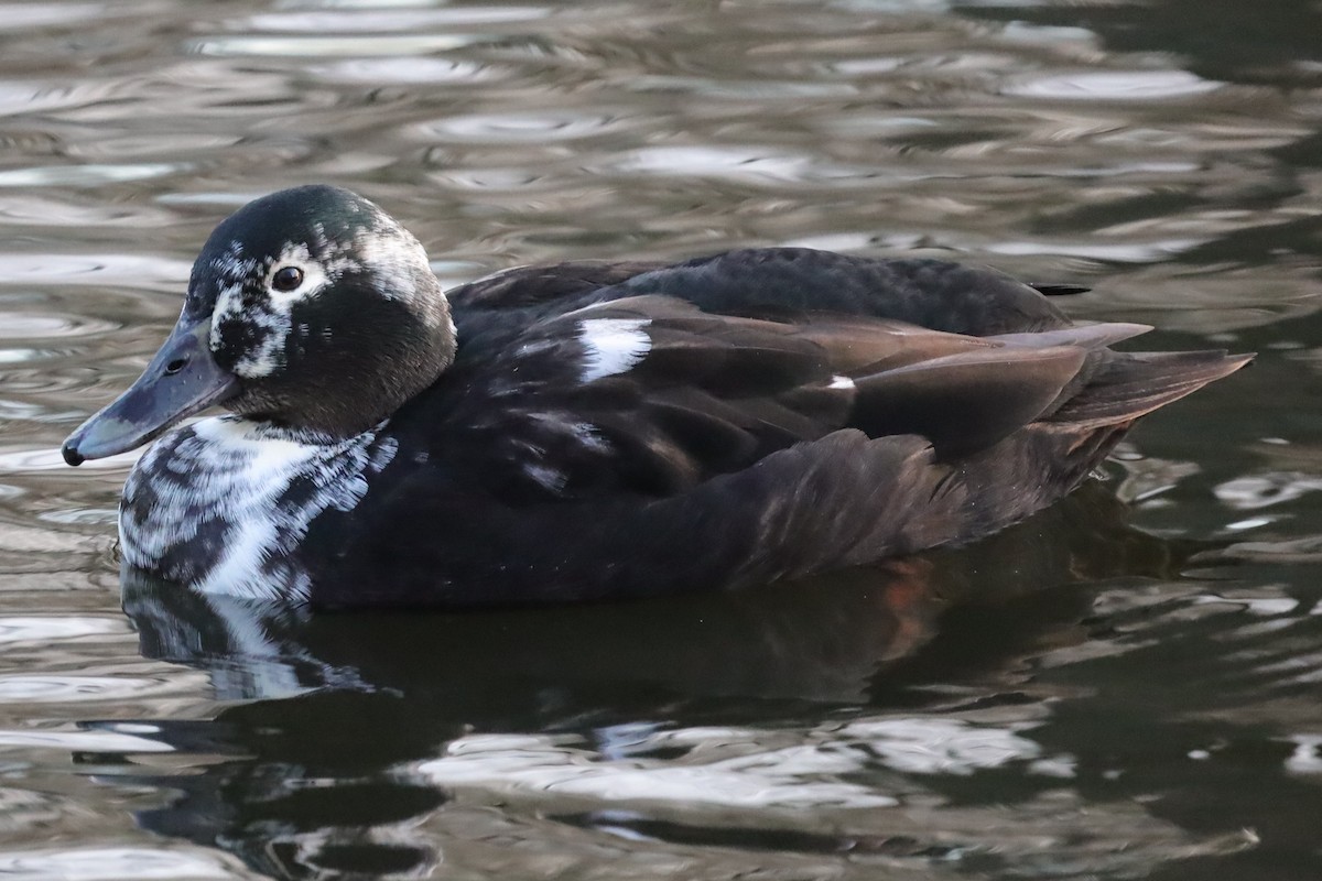 Тэжээмэл нугас - ML646976957