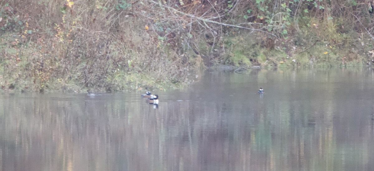 Hooded Merganser - ML646976964
