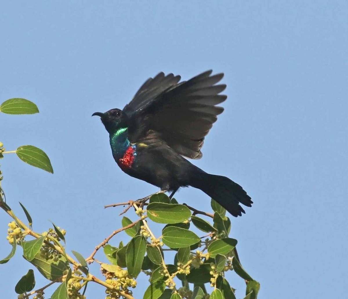 Arabian Sunbird - ML646976973