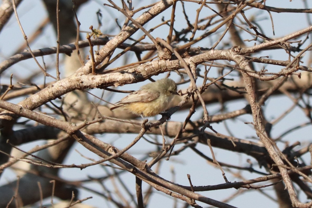 African Penduline-Tit - ML646976974