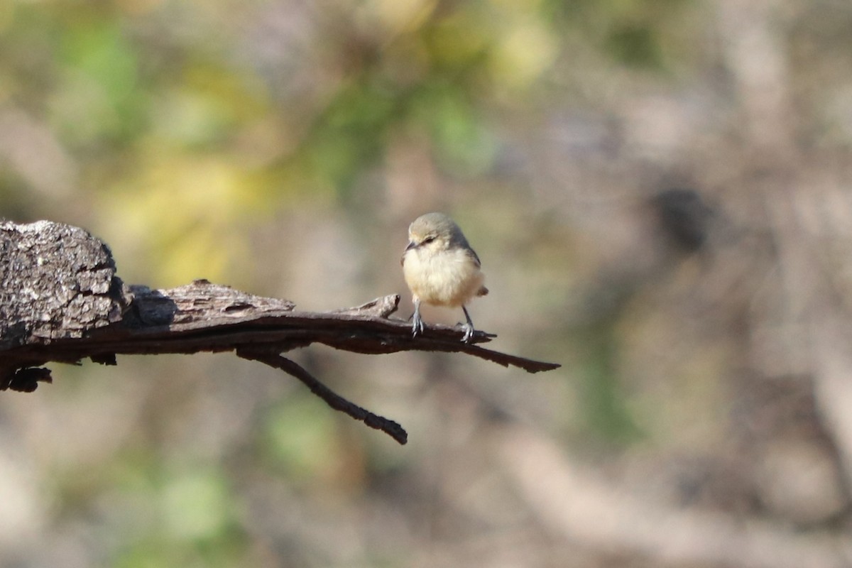 African Penduline-Tit - ML646976975