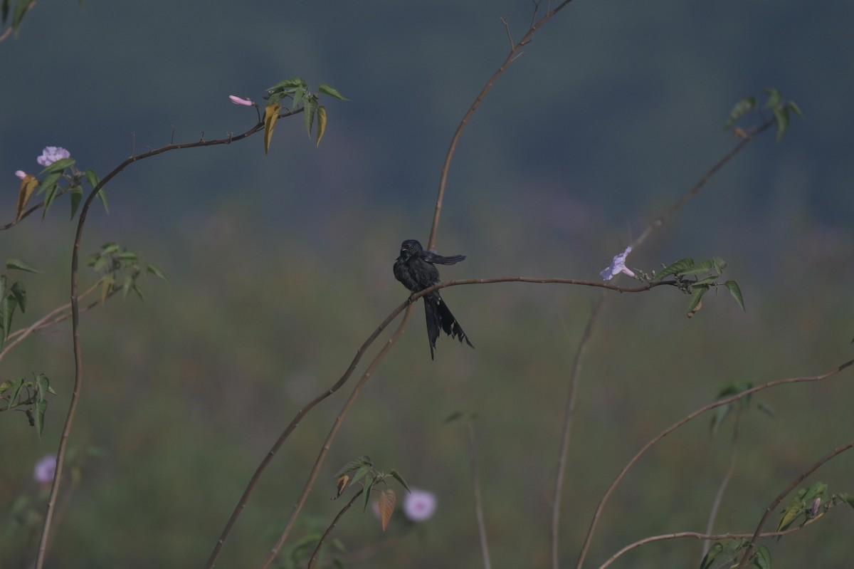 Black Drongo - ML646976978