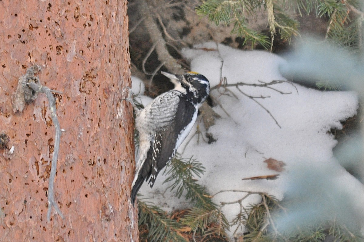 Американский трёхпалый дятел - ML646976979