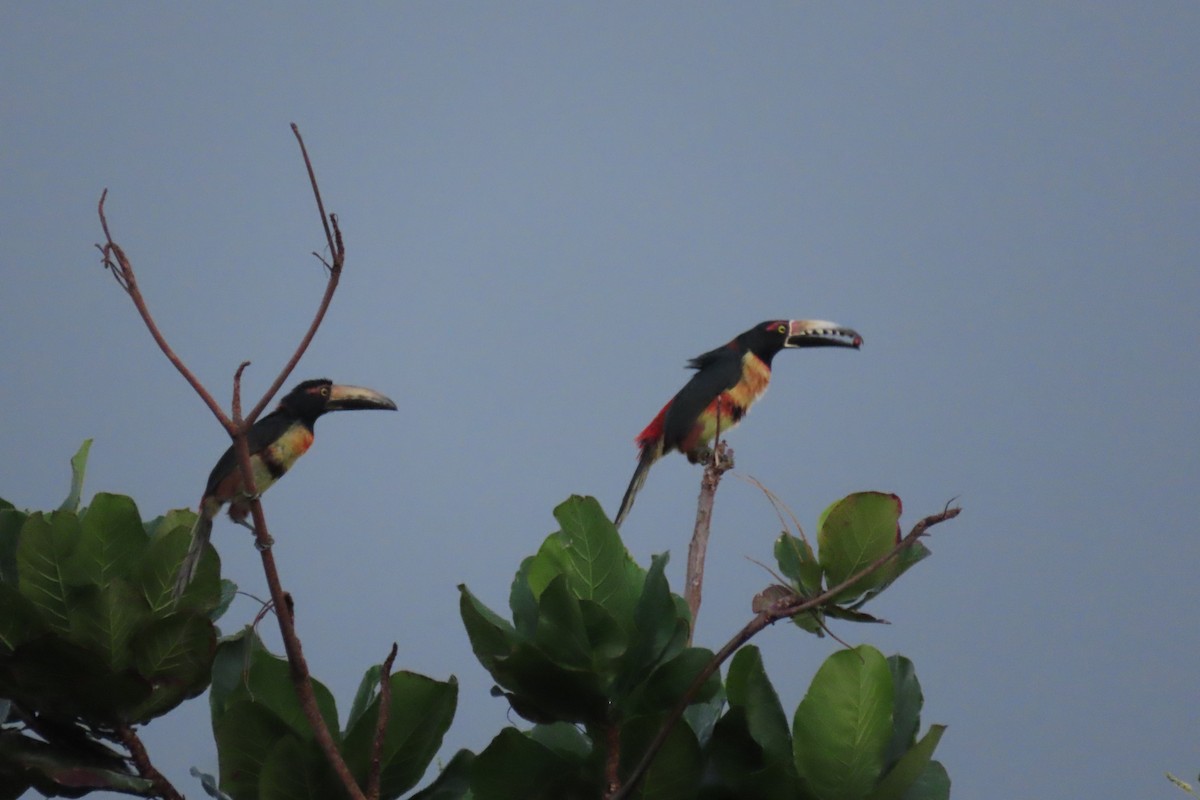 Collared Aracari - ML646976983