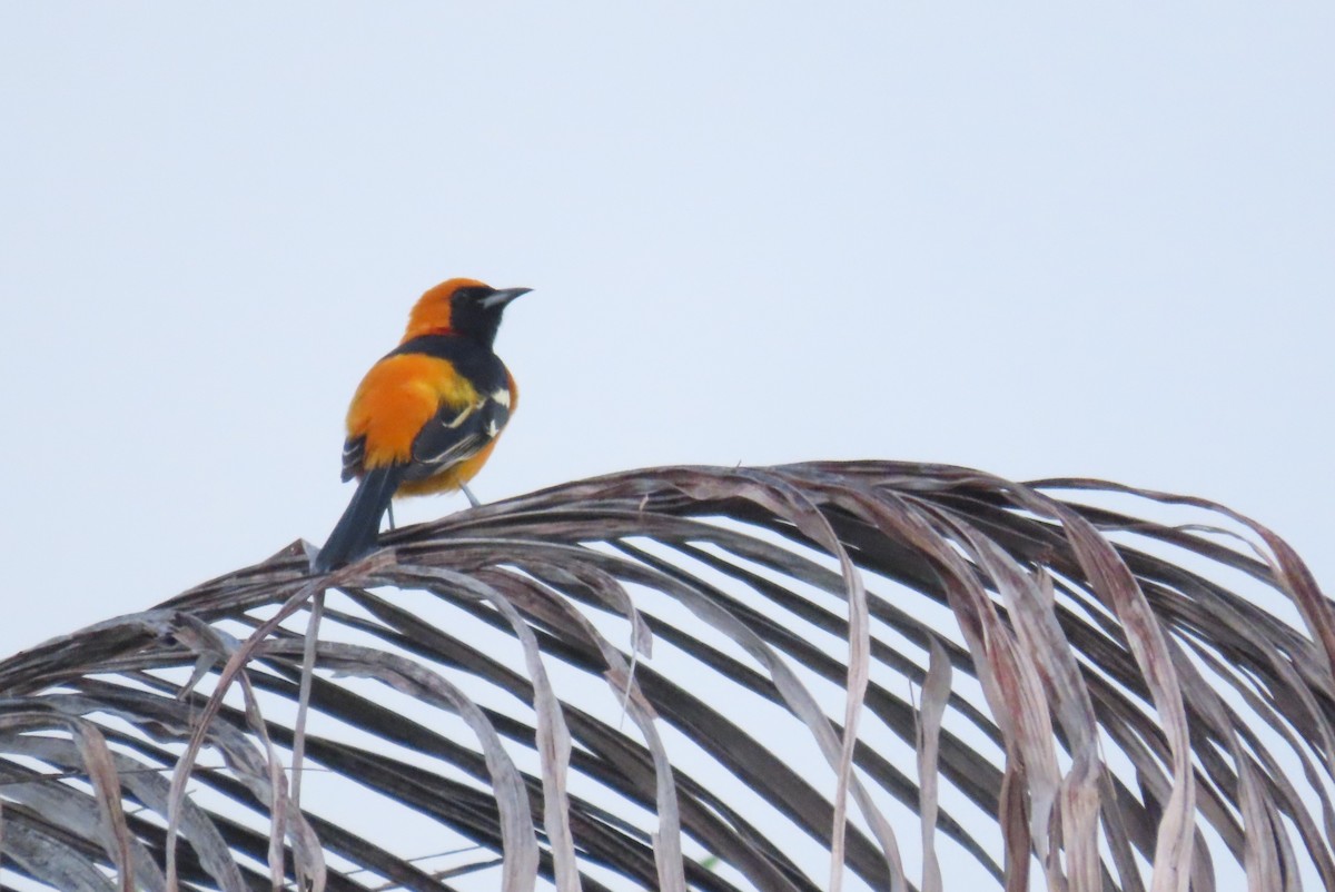 Hooded Oriole - ML646976995