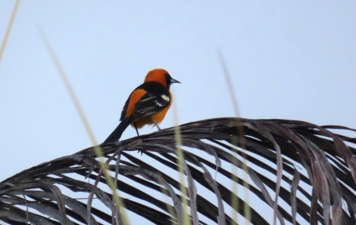 Hooded Oriole - ML646976996