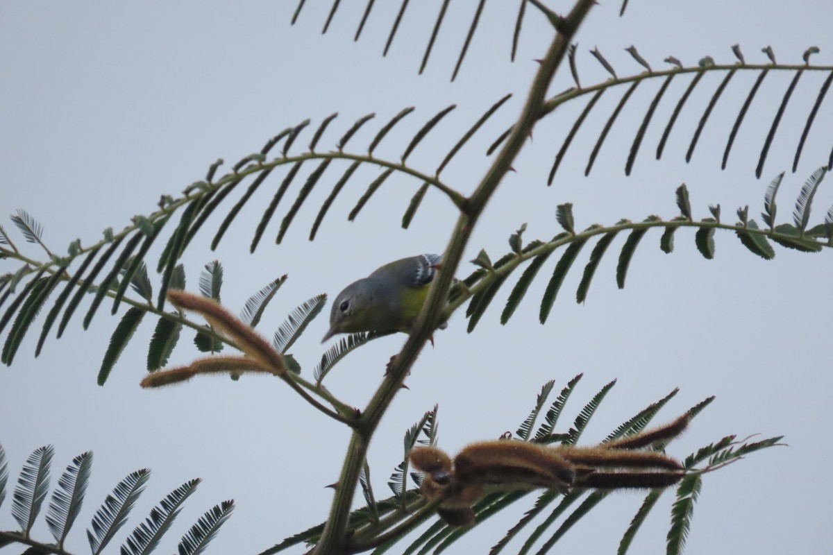 Magnolia Warbler - ML646977001