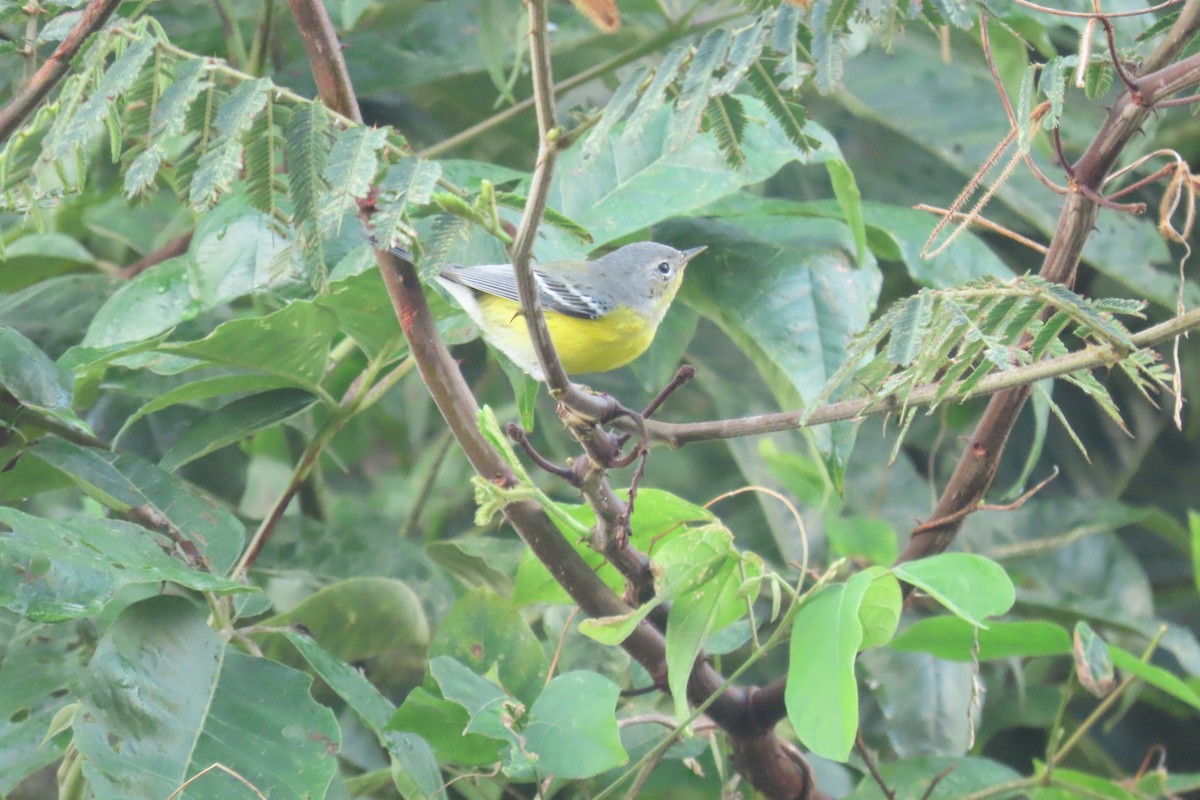 Magnolia Warbler - ML646977002