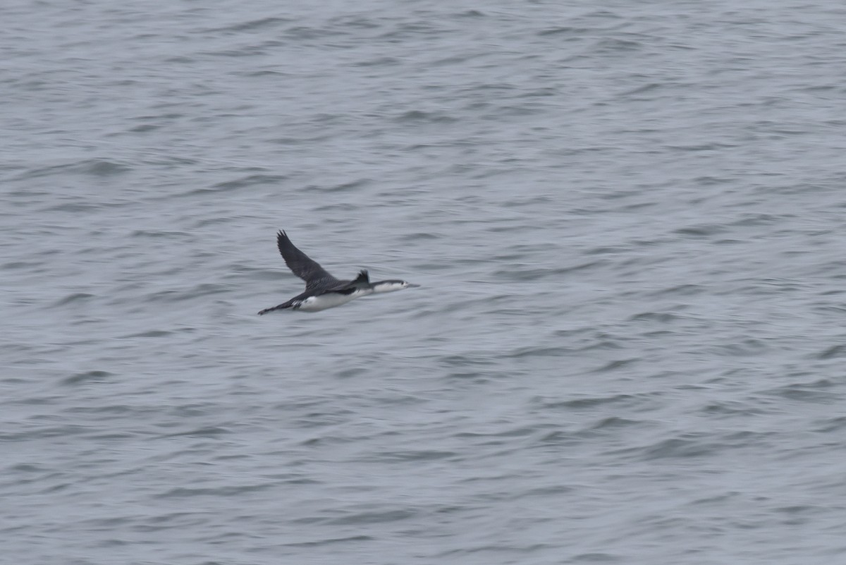 Colimbo Chico - ML646977006