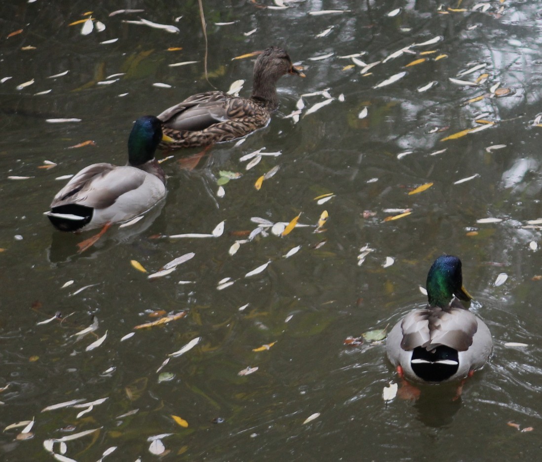 綠頭鴨 - ML646977008