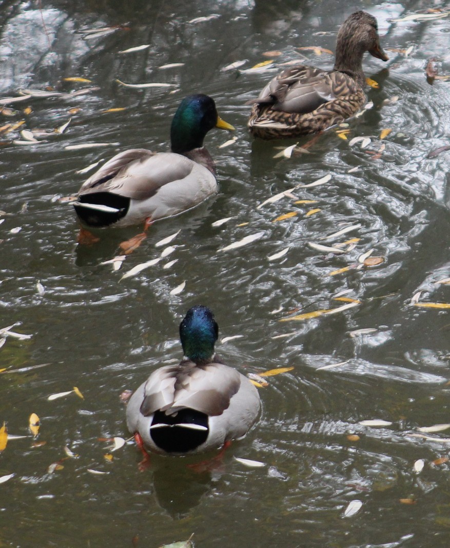 綠頭鴨 - ML646977009