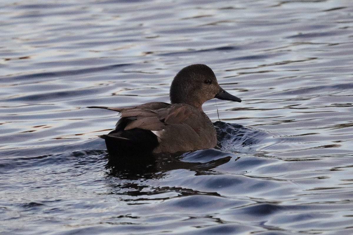 Бор нугас - ML646977012